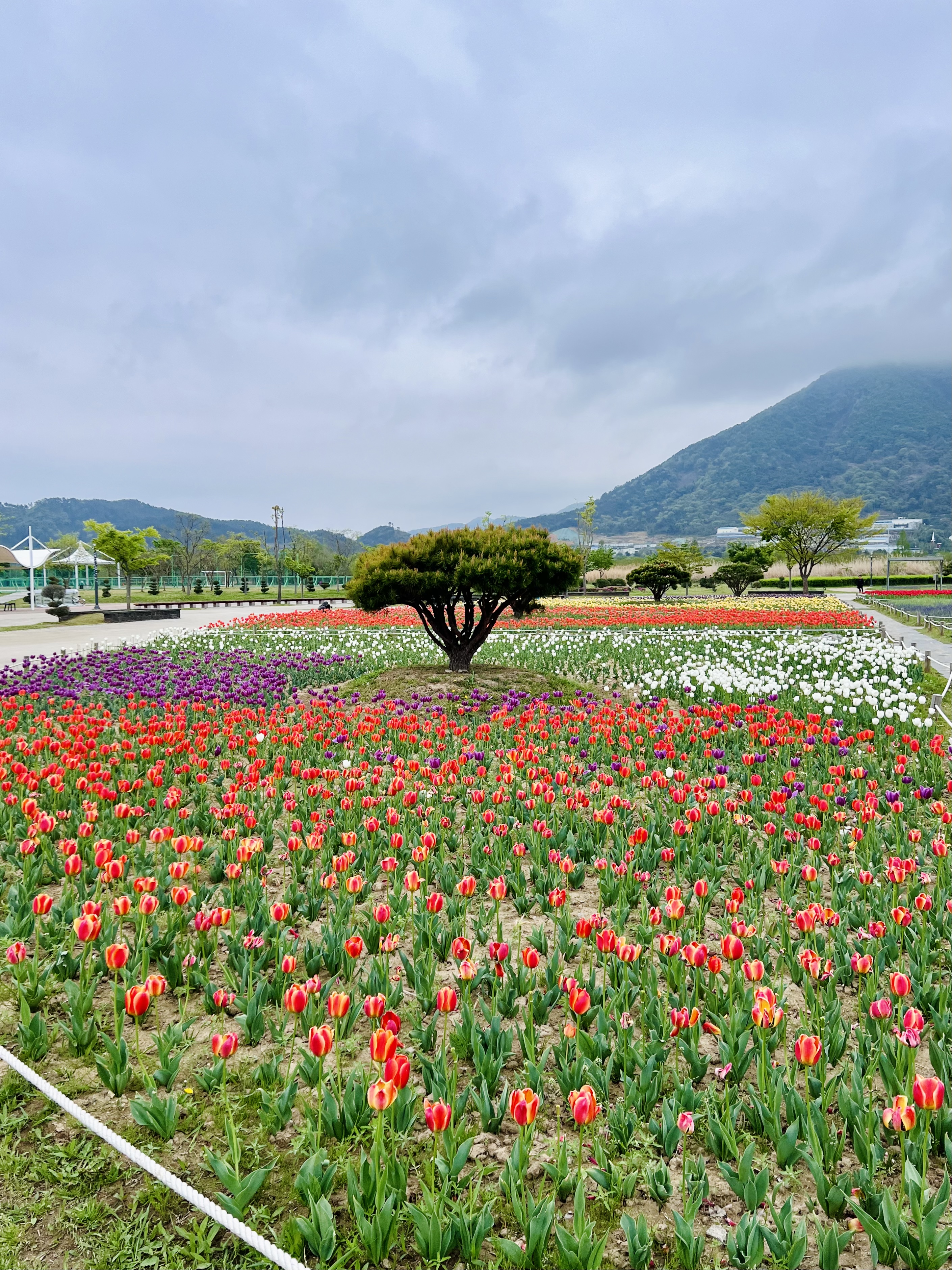 튤립종류병 모음