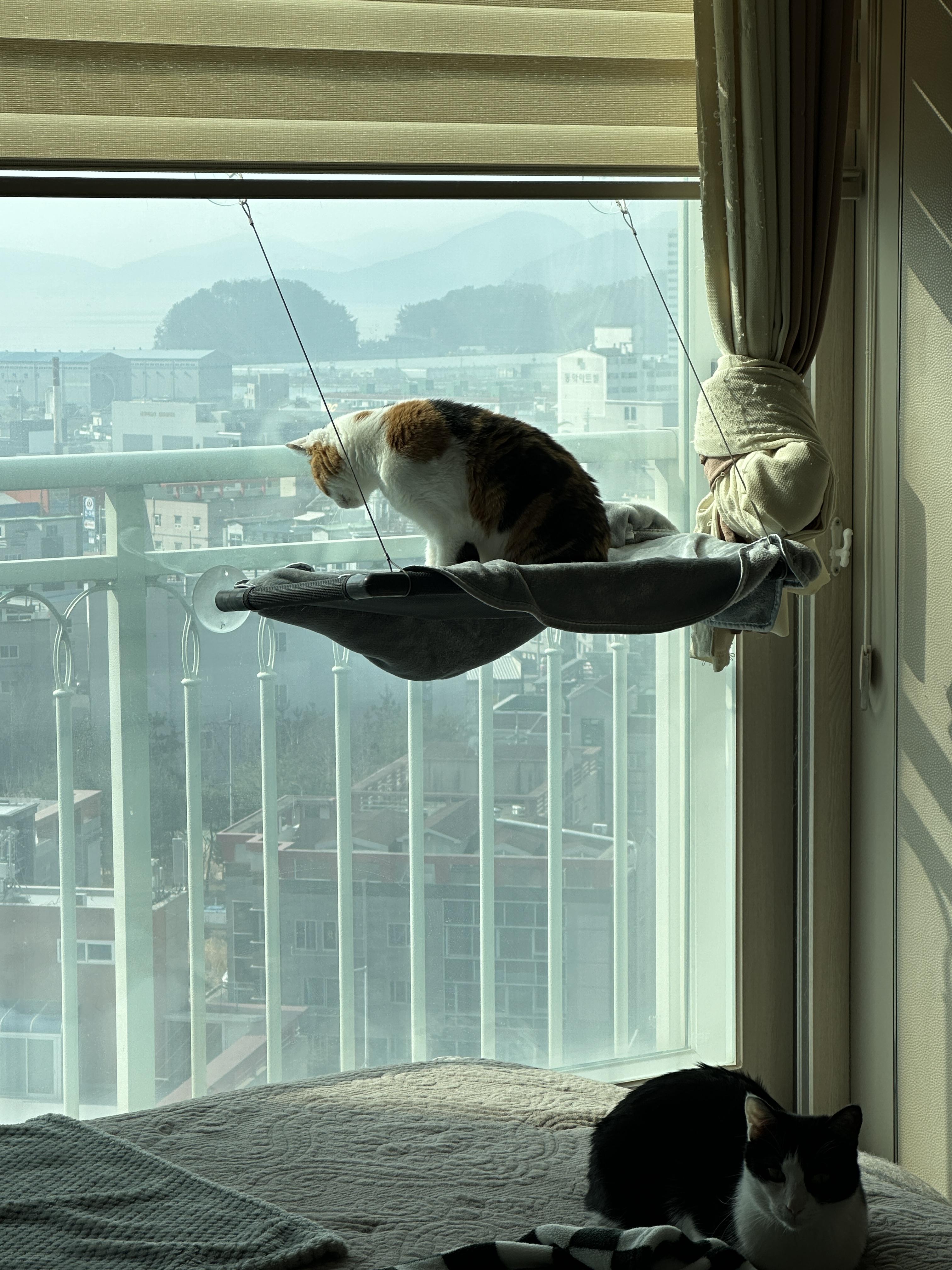 사다리차야 반가워 (feat.사다리차에 눈길을 빼앗긴 요미)