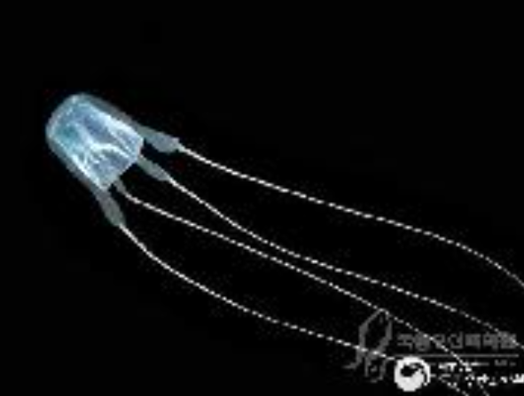 작은상자해파리