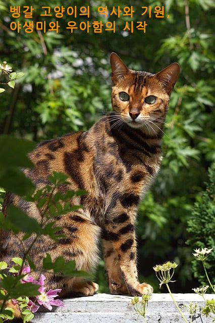 벵갈 고양이의 역사와 기원, 야생미와 우아함의 시작