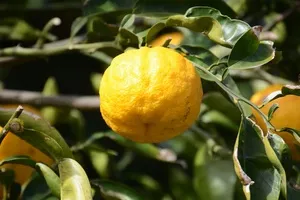 생리통에-좋은-음식