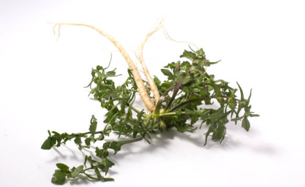 냉이 된장국 및 무침 레시피 (+ 효능 요리법 파종시기)