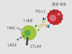 이중항체