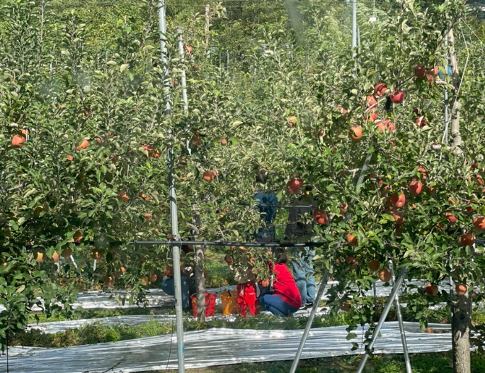 따봄농장문경사과