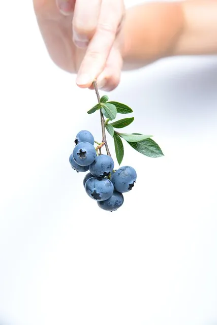 블루베리 재배 산도 조절 피트모스 혼합 여름 관수_8