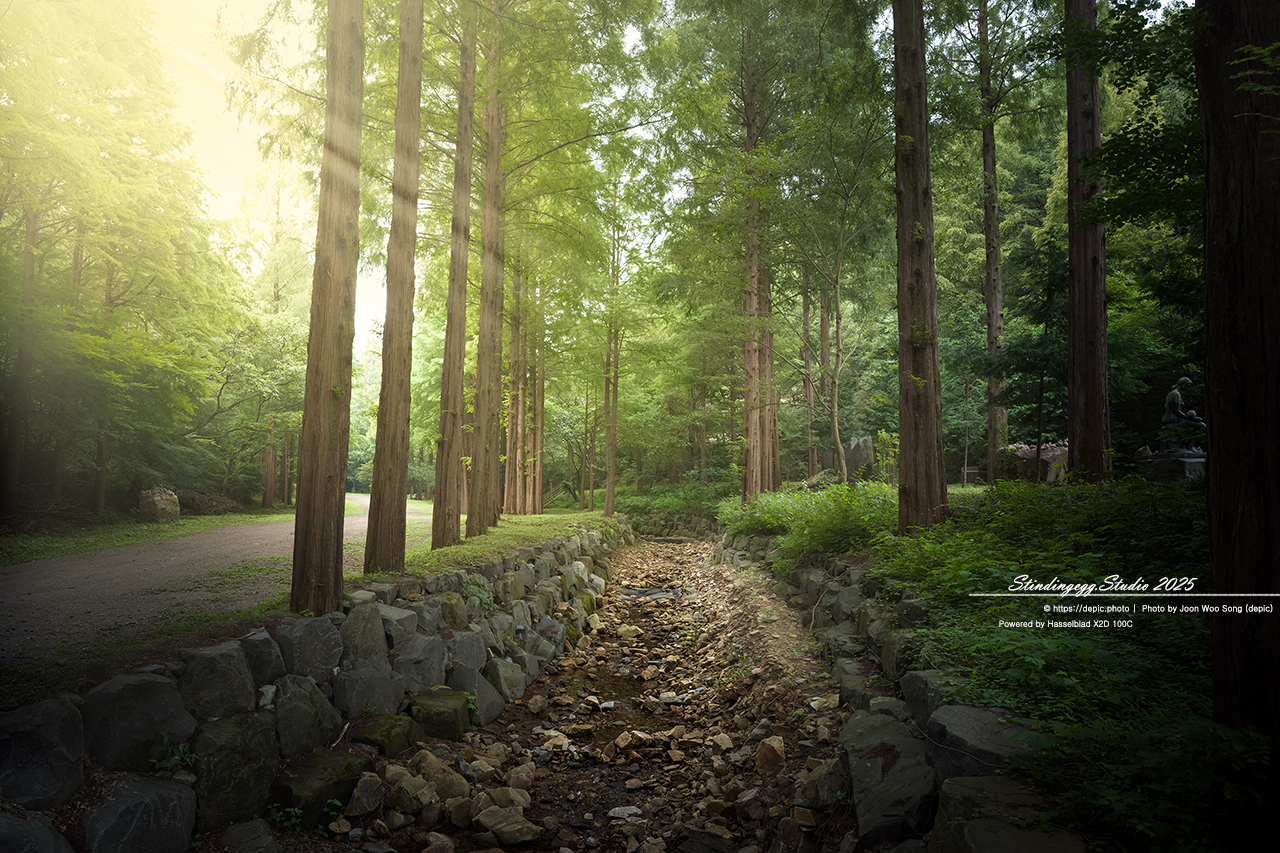 #논산 #벌곡 #온빛자연휴양림 #온빛 #연못 #꽃 #메타쉐콰이어