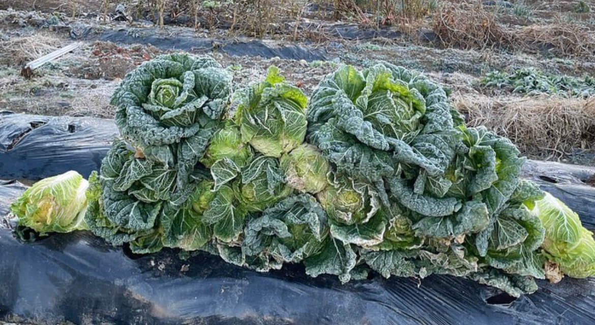 수확 배추2