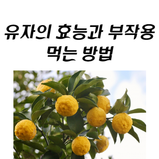 유자의 효능과 부작용&#44; 먹는 방법