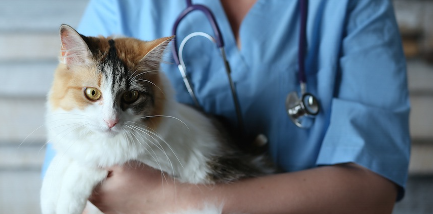 수의사에게 안기는 고양이.