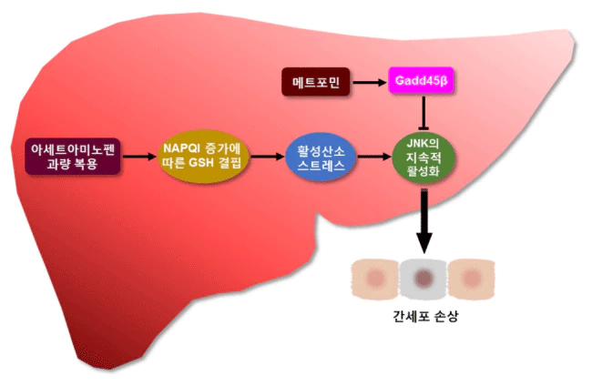 아세트아미노펜 간독성 조절 모식도
