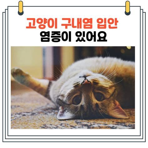 고양이 구내염