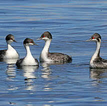극저온 환경에서 쓰이는 후닌 논병아리의 혈류 재분배 메커니즘과 생존 기여도 평가