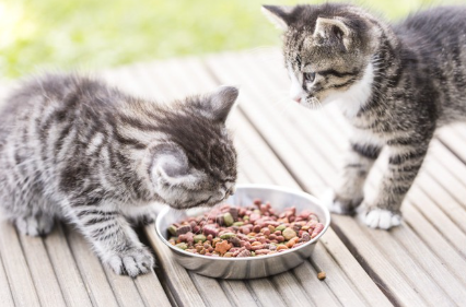 음식을 먹는 두 마리의 새끼 고양이.