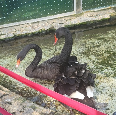 가평 베고니아 새정원 - 아이와 가볼만한 곳 추천, 후기