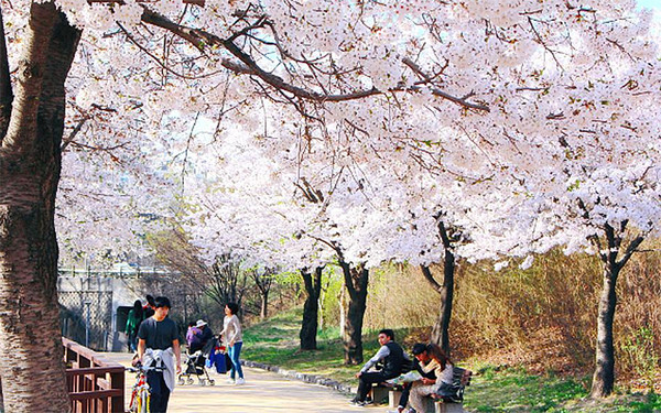 2025 벚꽃 개화시기 