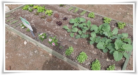 텃밭 "5월에 심기 좋은 작물" 초보도 척척, 실패 없이 풍성하게 수확하는 법!