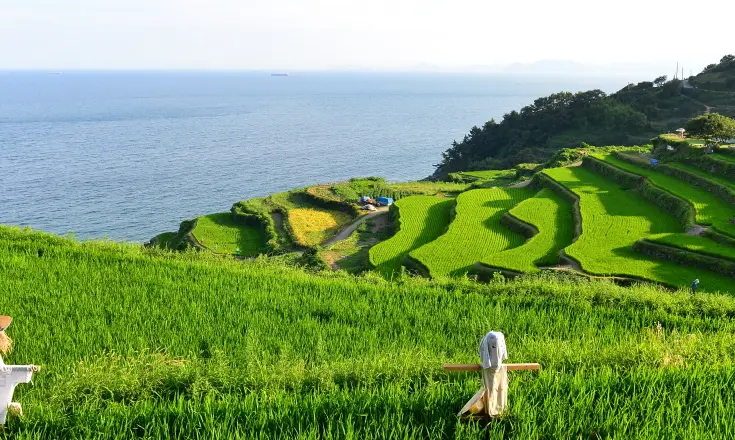 초록색 계단식 논이 층층이 쌓여진 이미지 앞 허수아비