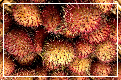 열대과일 람부탄이란?