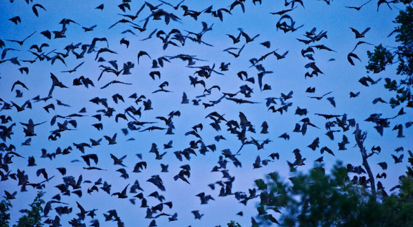 마버그 바이러스란? 증상과 예방법