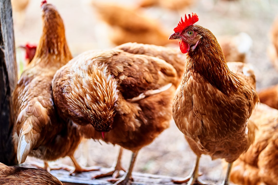 Chicken