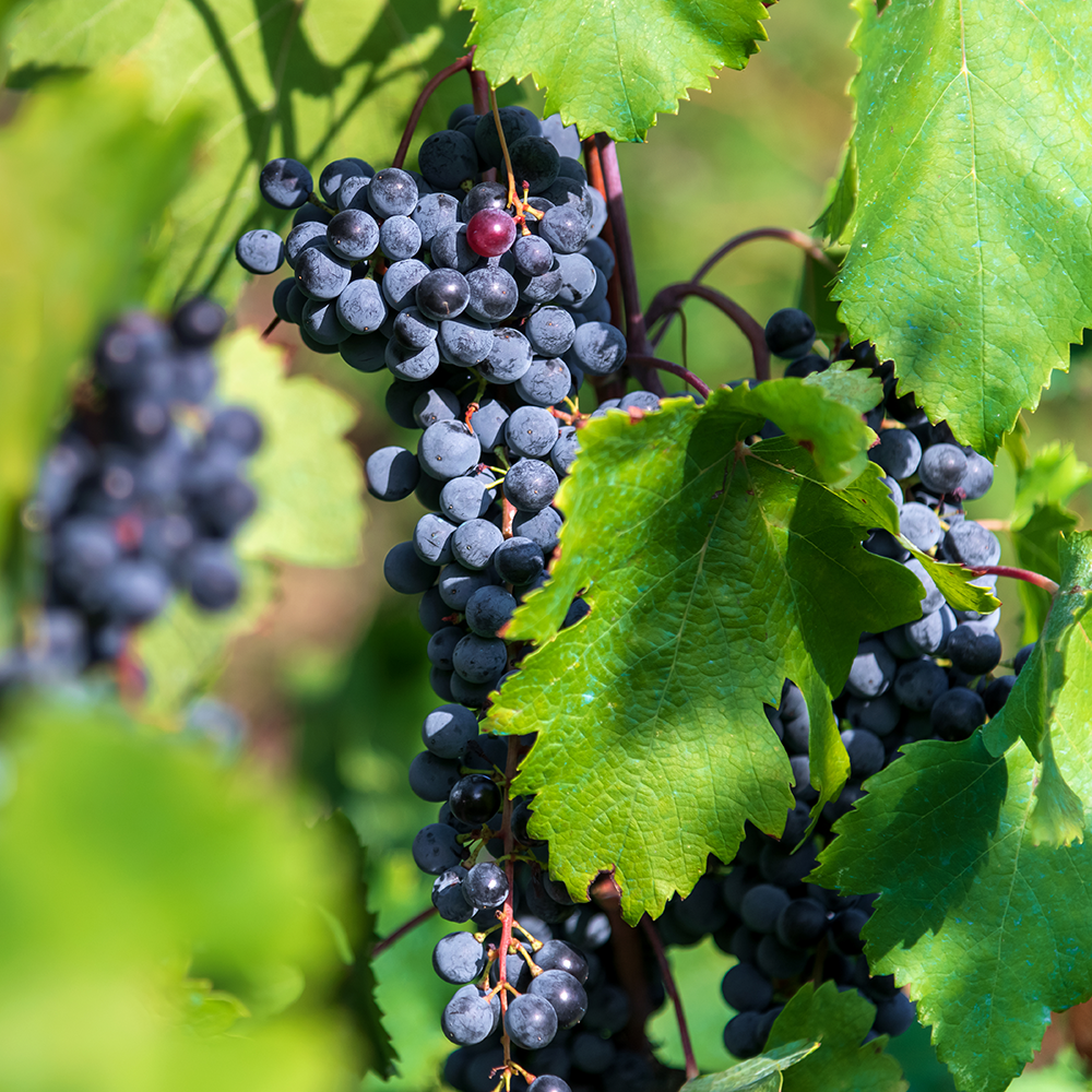 2025 청원생명축제&amp;#44; 가족 농촌체험