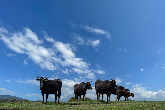 고구마 심는 시기 알아보기 33