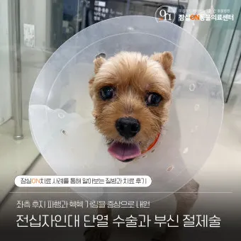 강아지 백내장 수술비용 현실 증상 예방법 보호자 가이드 정리_2