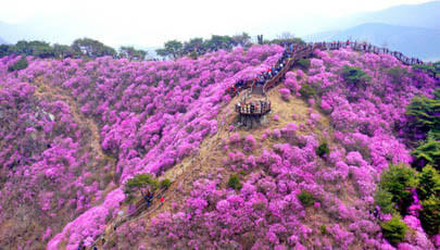 2025 고려산 진달래축제 일정과 트레킹 사진