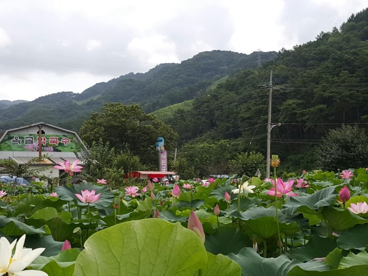 이맛에 살지 연꽃과 연잎 가득한 곳에 있는 연잎막국수, 연잎밥정식, 연잎토종닭 백숙 춘천 맛집 추천