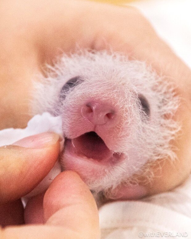 에버랜드 푸바오 쌍둥이 동생 이름 공모 신청! 에버랜드 이름 공모 에버랜드 SNS 네이버 주토피아 카페 댓글 응모 가능 응모 방법