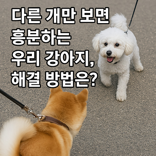 다른-개만-보면-흥분하는-우리-강아지,-해결-방법은