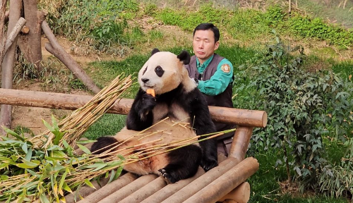 푸바오와 할부지