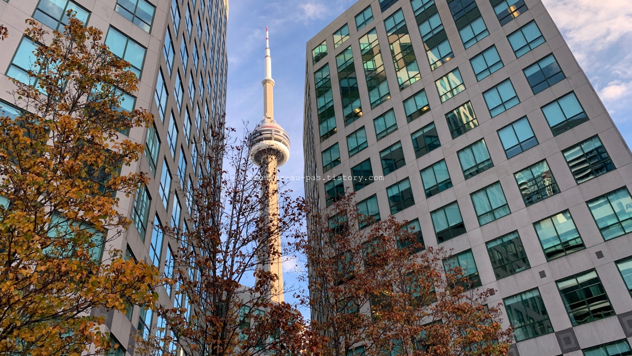 CITY-TORONTO-BUILDING AND MAPLE TREE