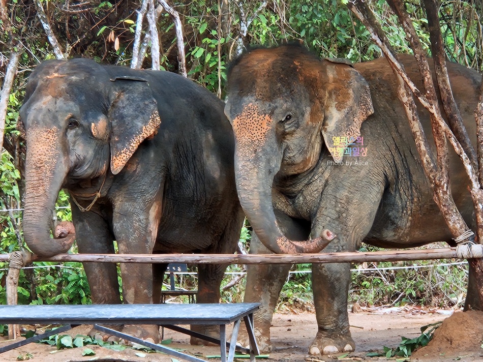 푸켓 가볼만한곳, 엘리펀트 정글 생츄어리 코끼리 샤워시키기 밥주기 후기
