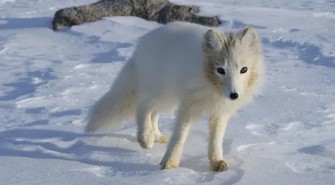 눈 위의 북극여우
