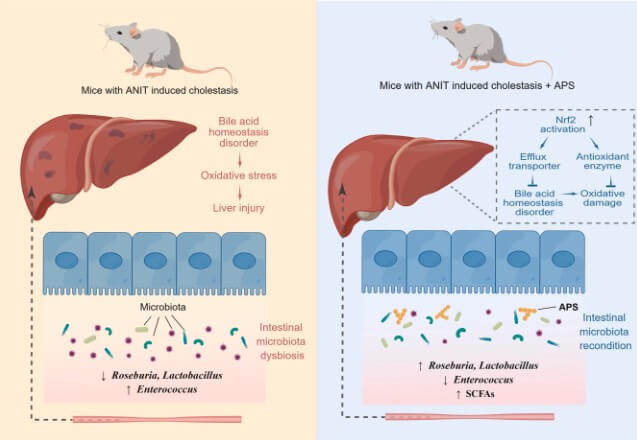 APS 제조 및 그래픽 초록
