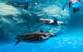 λ‘―λ°μλ μμΏ μ리μ