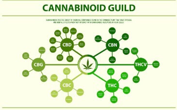 대마종자유 효능, 햄프씨드 식물성 오일로 먹자! 이제는 모두가 건강에 관심이 많다 보니 관리 또한 똑똑하게 합니다.