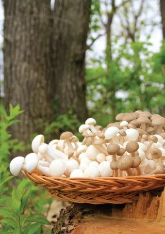 만가닥버섯 효능_2