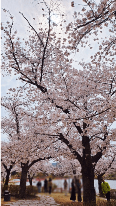 경주 벚꽃 개화 시기 및 축제 및 명소와 관련된 사진