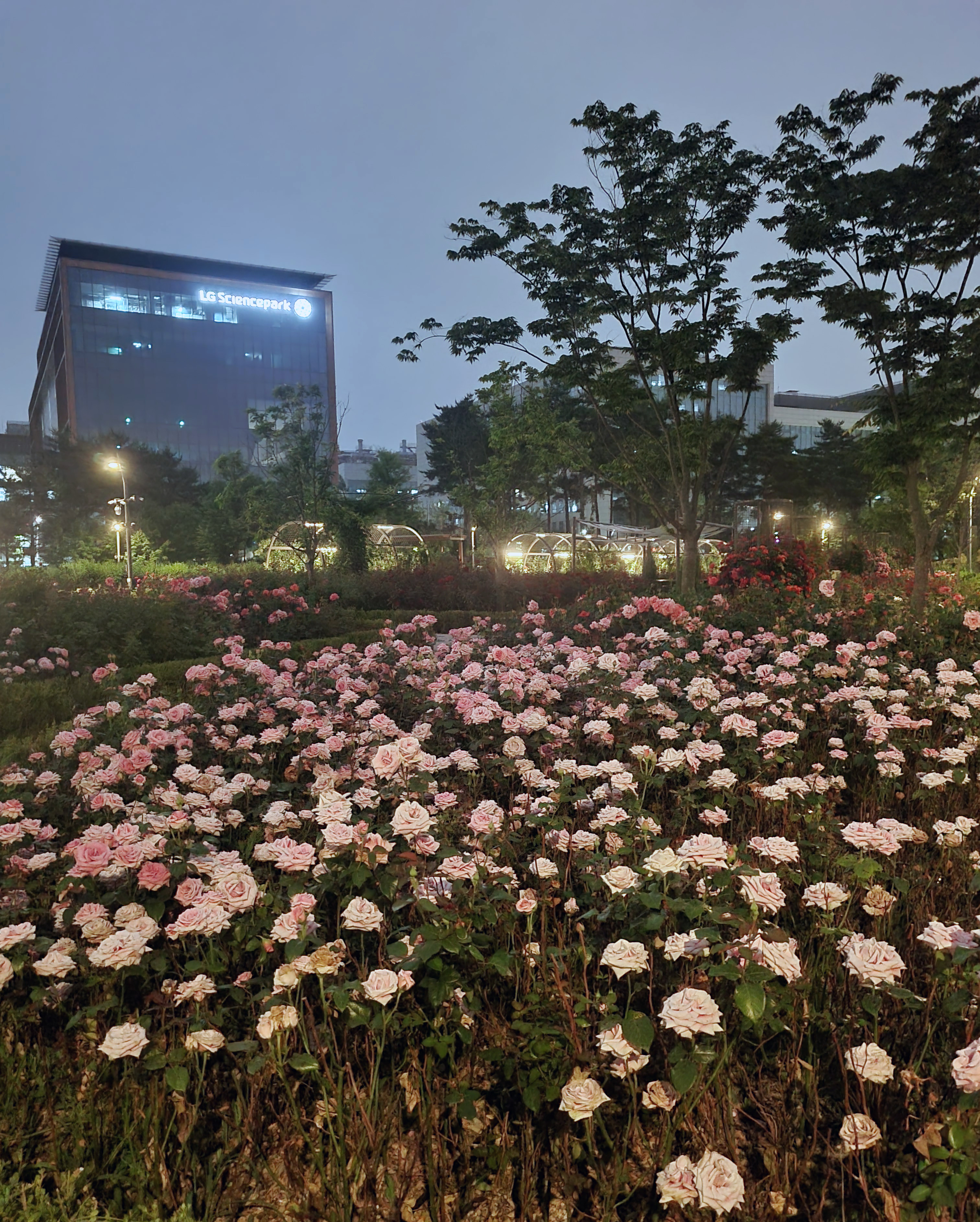 분홍 장미밭과 야경