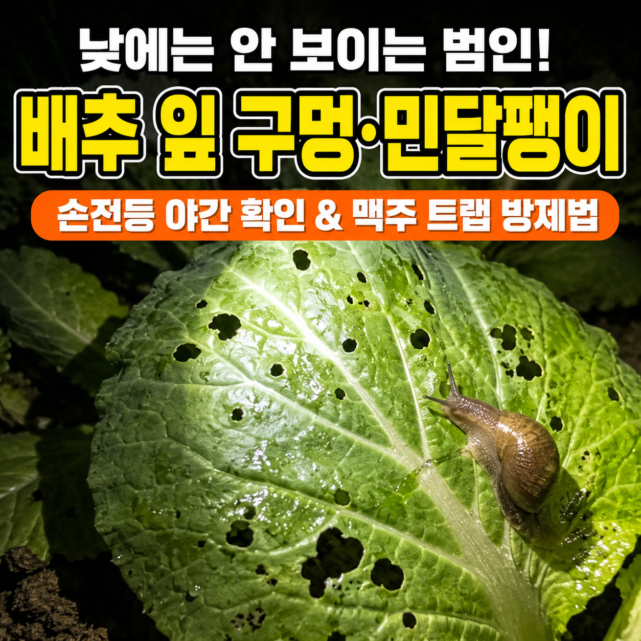 배추 잎 구멍 나는 이유