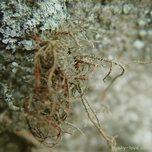 송라 먹는 방법