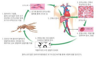 말라리아 전국 13개 무료 검역소 확인하기 증상 예방접종