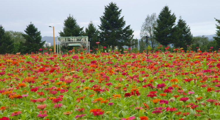 자라섬 꽃 페스타