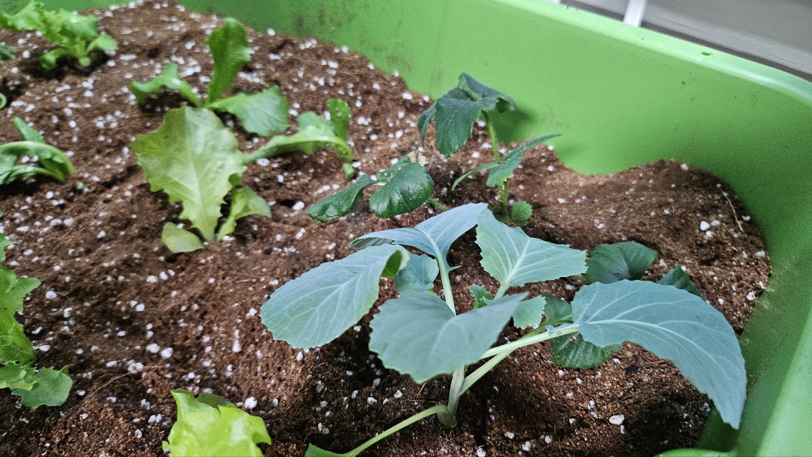 2025년 오산시 도시농업 힐링그린텃밭 - 지원부터 수령까지