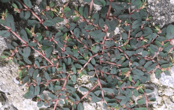 비단풀 사진 - 4