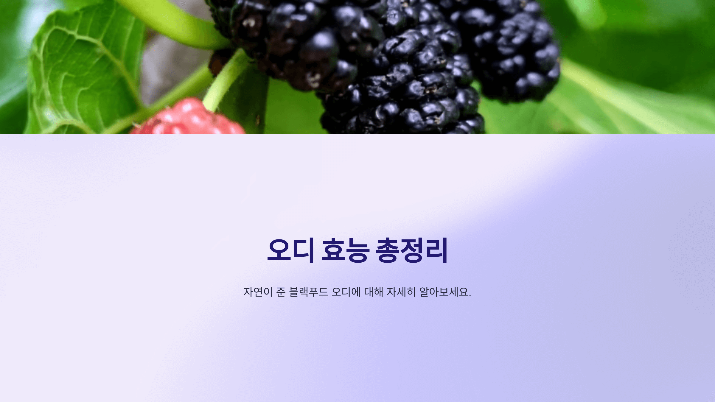오디 사진입니다.