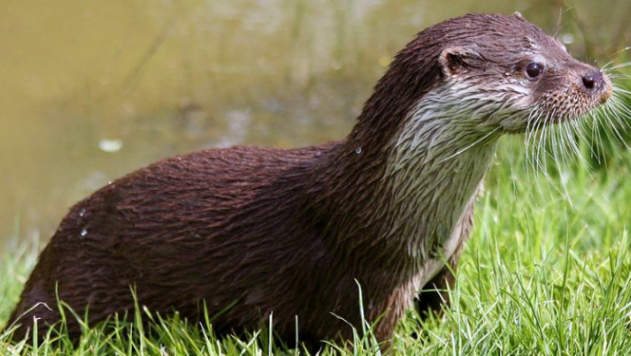 수달꿈해몽총정리