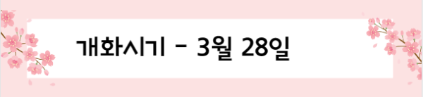 봄꽃 여행지